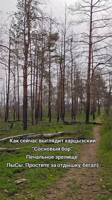 Сосновый бор в Харцызске сегодня 😢