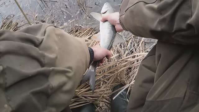 таскаю густеру.плотву и жереха.апрельская рыбалка с берега