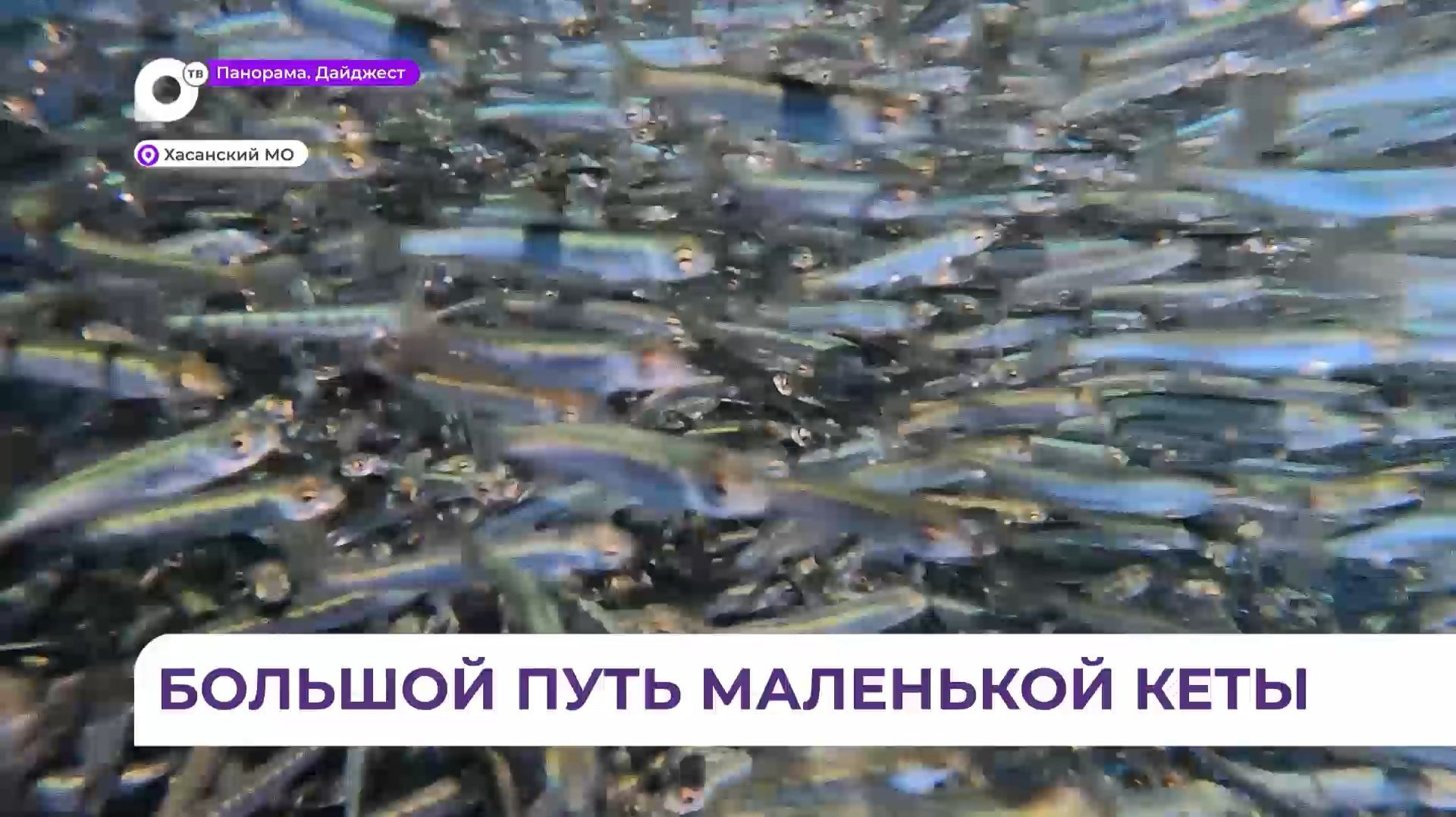 В Приморье очередные партии мальков будут выпущены в море