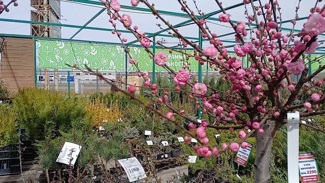 Прекрасный миндаль.mp4