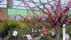 Прекрасный миндаль.mp4