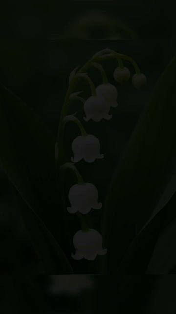 Мой новый фильм 