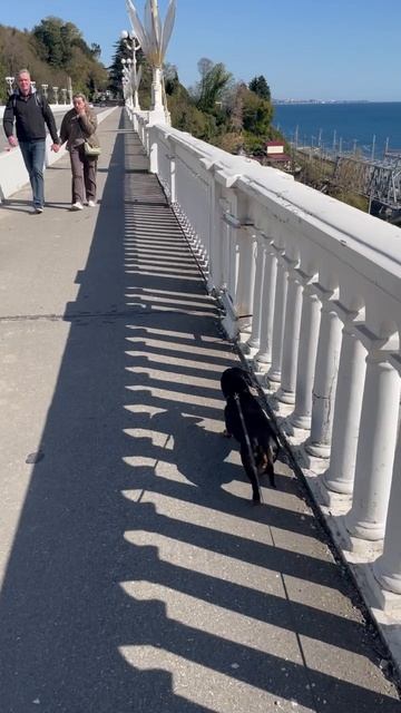 #таксалучшаясобака#такса#тайсонизсочи