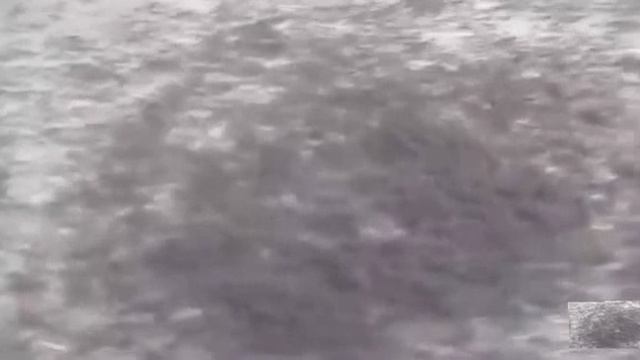 .... Муравьи - Интересные факты ....