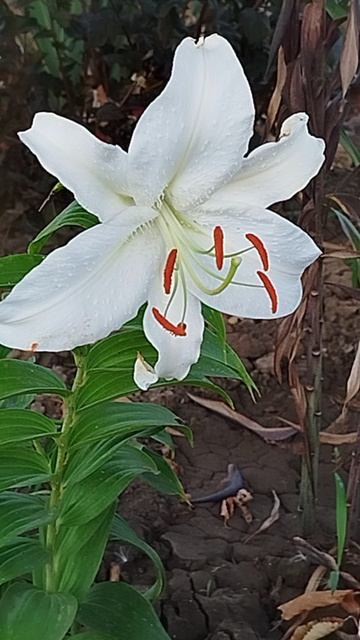 Лилия восточная Касабланка.