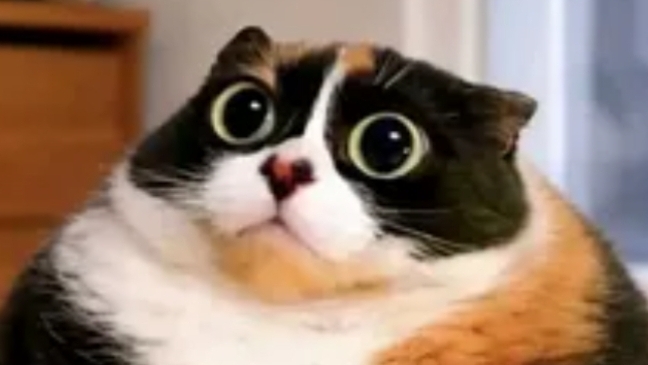 котость эдит