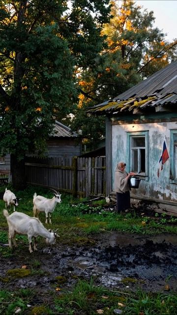 Сельская жизнь: доение коз и утренние дела #сельское #козы #традиции