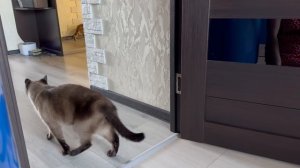 Влог/ День 2. Жизнь 3-х котов. Рамзес удивил