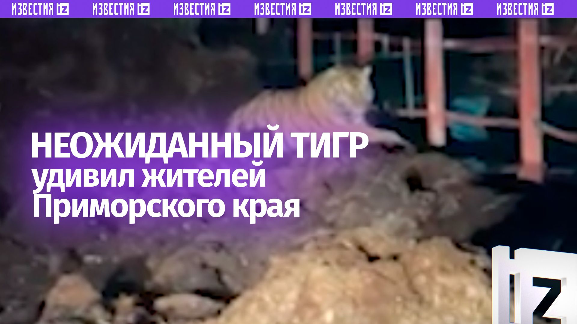 «Наручники взяли?»: житель Приморья наткнулся на полосатого «нарушителя порядка»