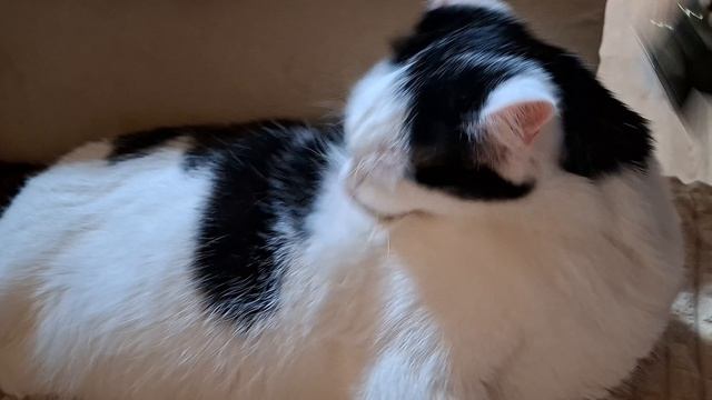 Чесалка хорошо помогает справляться с шерстью в квартире и котик балдеет