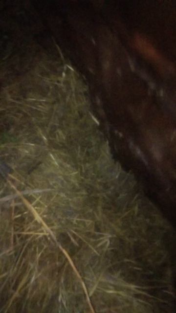 Крольчата на 6 день часть 1