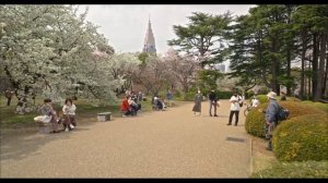 ЯПОНИЯ.   .ПРАЗДНИК ЦВЕТЕНИЯ САКУРЫ.КРАСОТА.