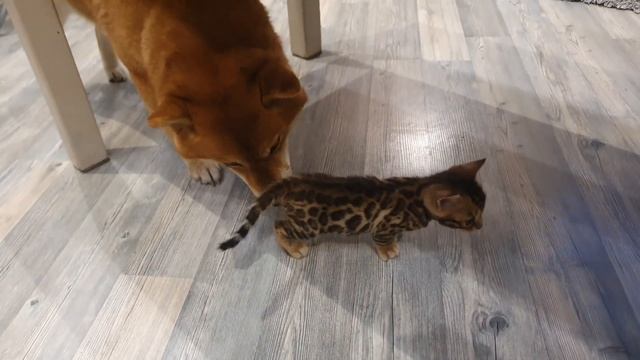 Знакомство Сиба-ины и бенгальского котёнка