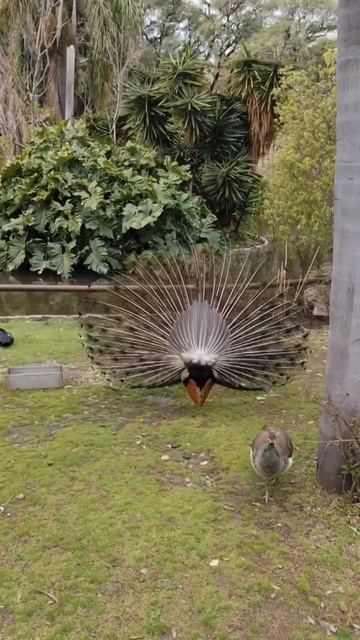 Старается для самочки под TEXAS HIPPIE COALITION