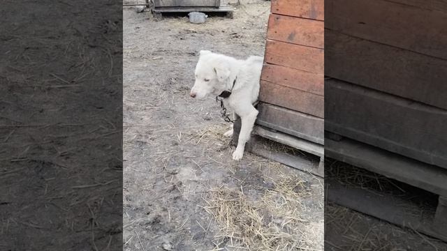 15.04.2026г Будни приют