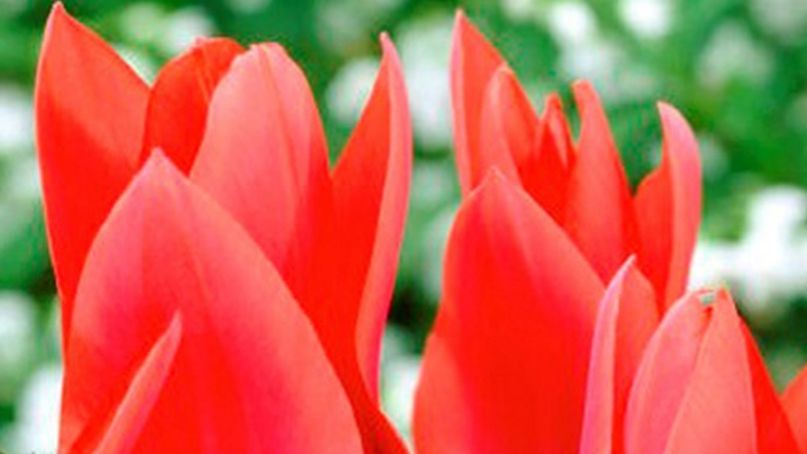 Тюльпан Торонто🌷