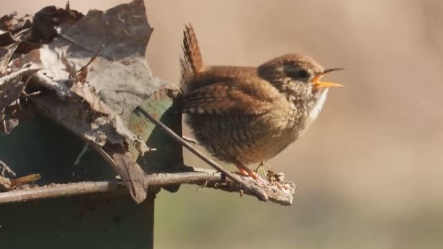 Голоса птиц, Крапивник поёт, птицы в Великом Новгороде, 20 апреля 2026