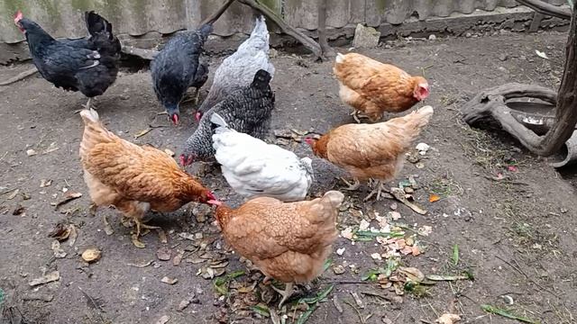 Курочки завтракают