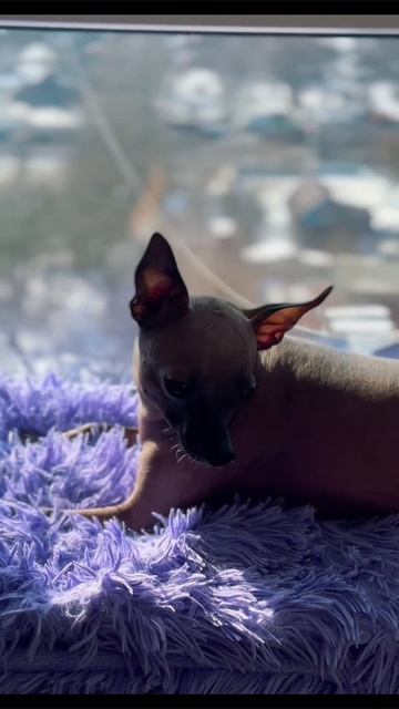 #москва #собака #мия #весна #солнце #мир #дружба