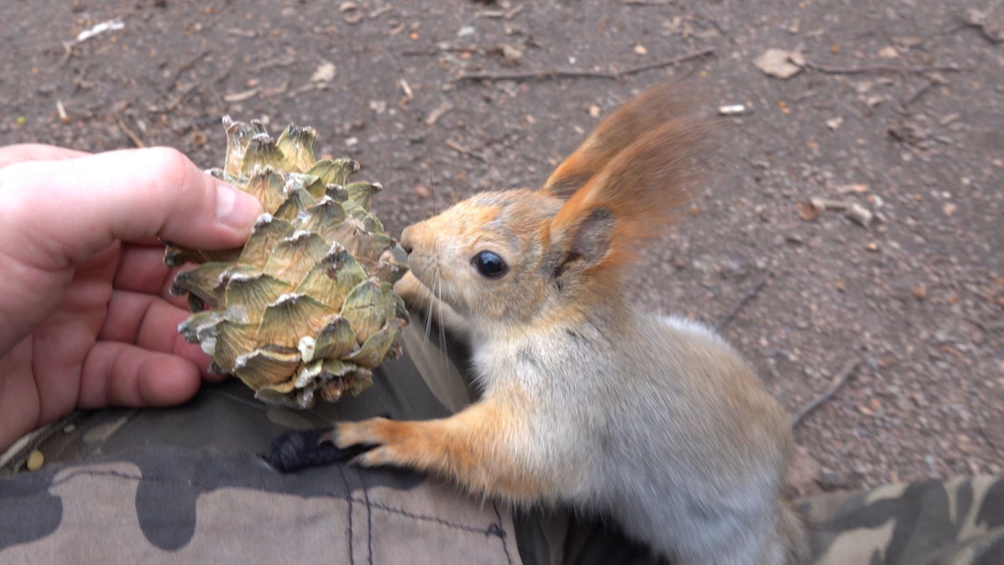 О голодных белках. Зарисовка