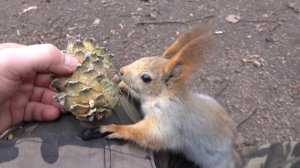 О голодных белках. Зарисовка