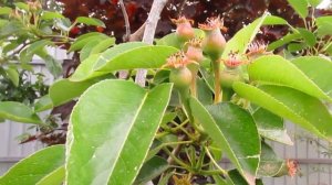 ПОРА БРЫЗГАТЬ ГРУШУ ОТ РЖАВЧИНЫ. #ВиталийОрех #Виталий7соток