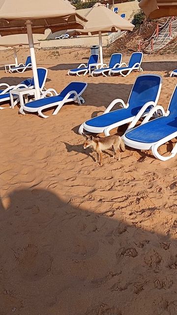 Завсегдатай пляжа