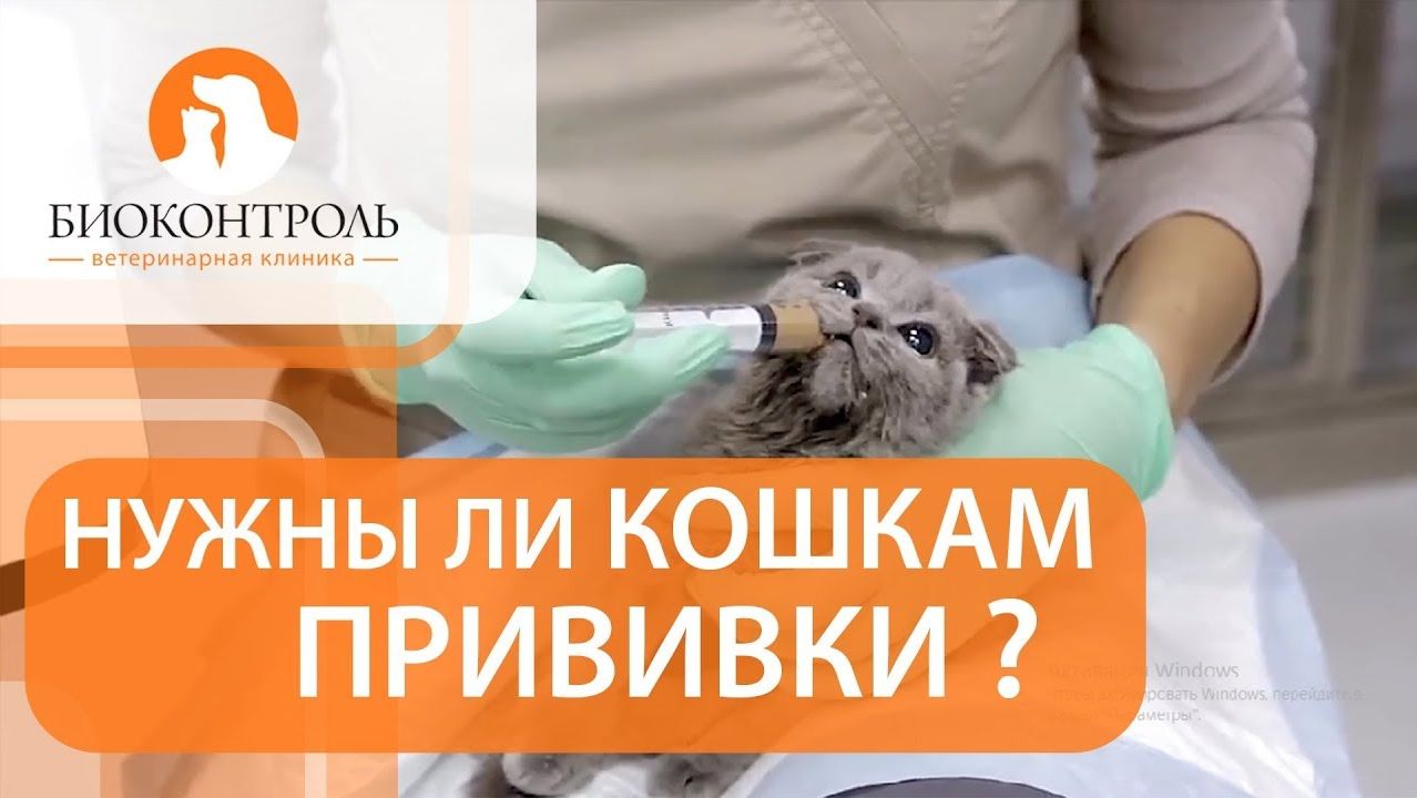 Вакцинация кошек.  Плюсы и минусы вакцинации для кошек.