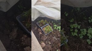 Нас засыпало снегом но зелень я посеяла/КАК прогреваю грунт в теплице без обогревателей