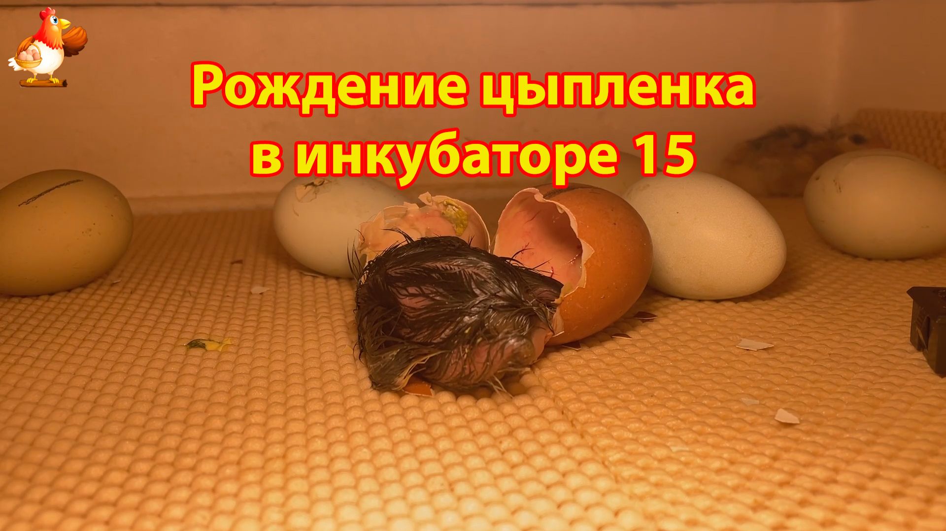 Рождение цыпленка за 6 минут в инкубаторе 15