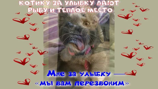 Улыбки и котятки