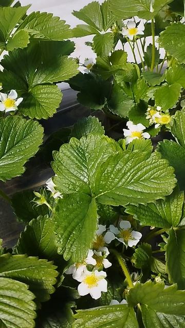 Клубника, сорт Дали, обзор.