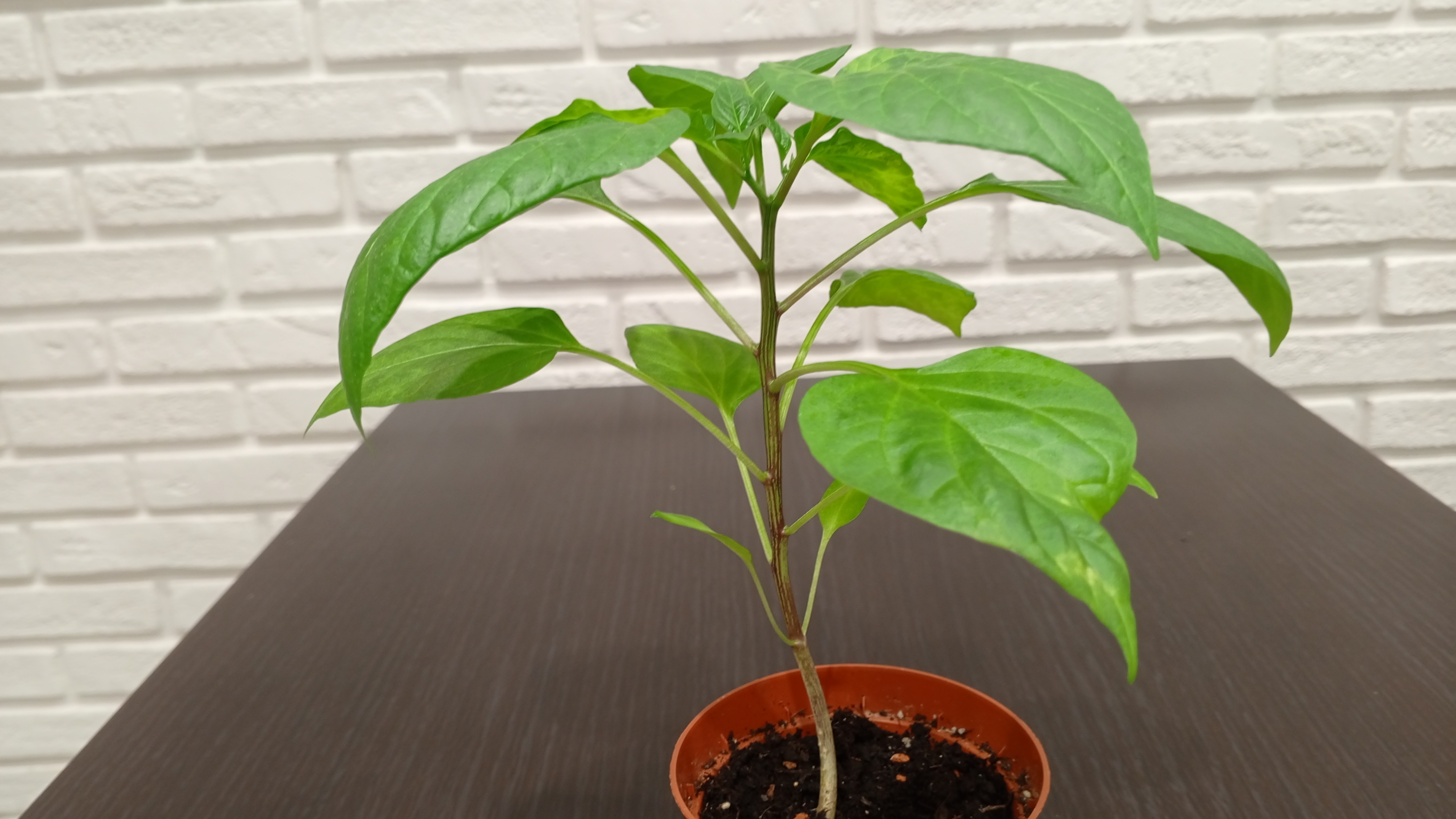 Пересадка перца Халапеньо