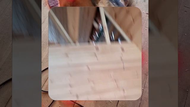 1000056459.mp4 (Собака наблюдает за устройством лестницы на 2-ой этаж в доме А-фрейм)