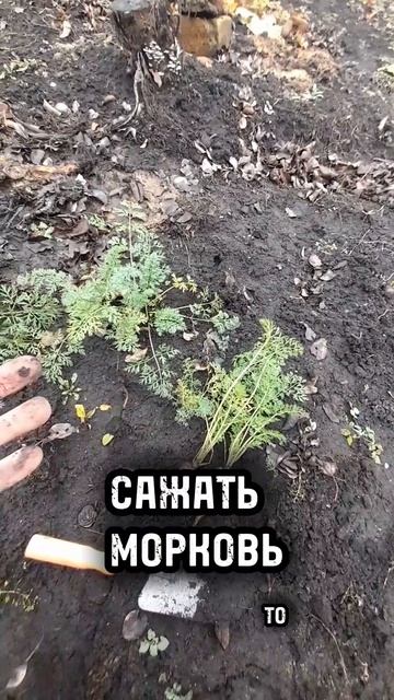ЧУДО УДОБРЕНИЕ! Эксперимент над морковью! Часть2