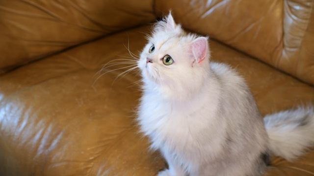 Герда питомник Гранд Персей