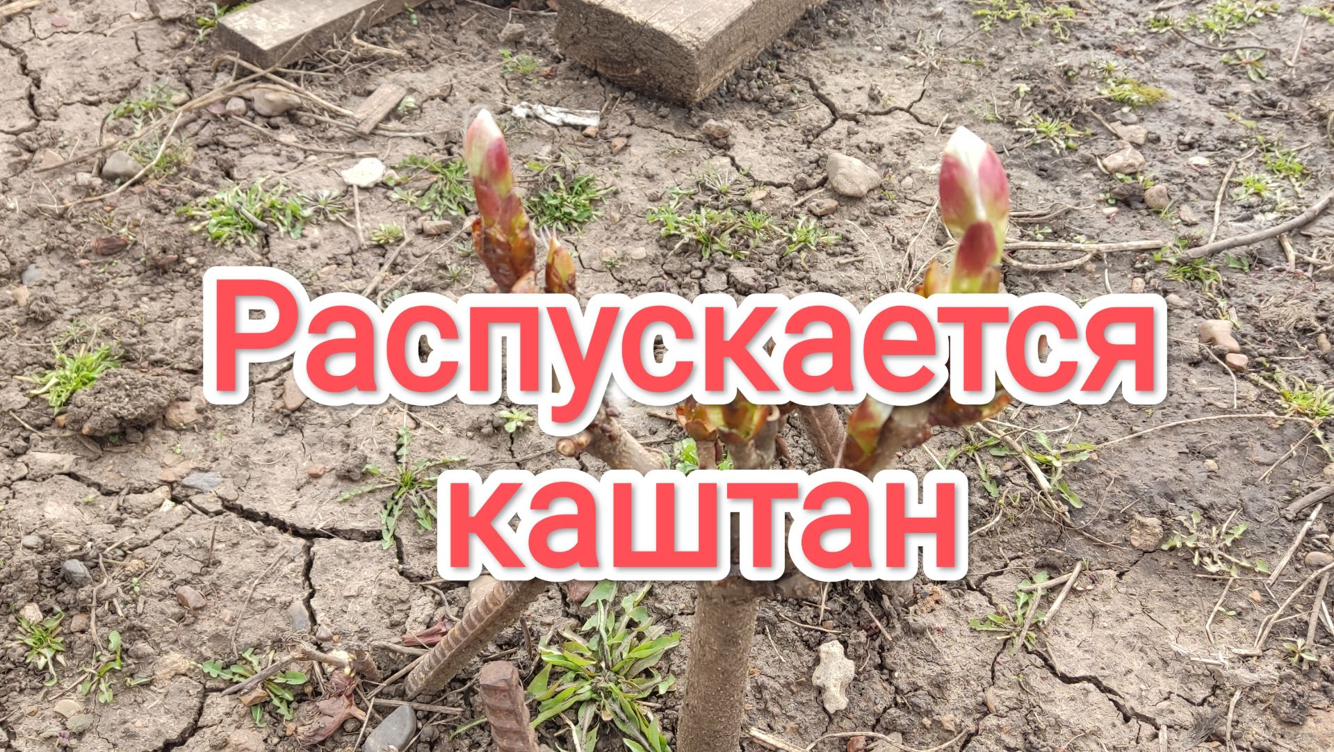 Распускается каштан