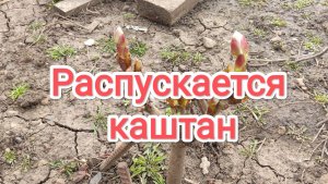 Распускается каштан