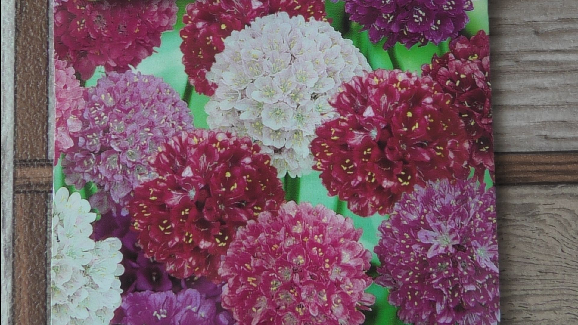 Многолетний цветок армерия взошла через десять дней