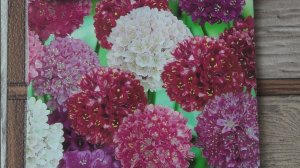 Многолетний цветок армерия взошла через десять дней