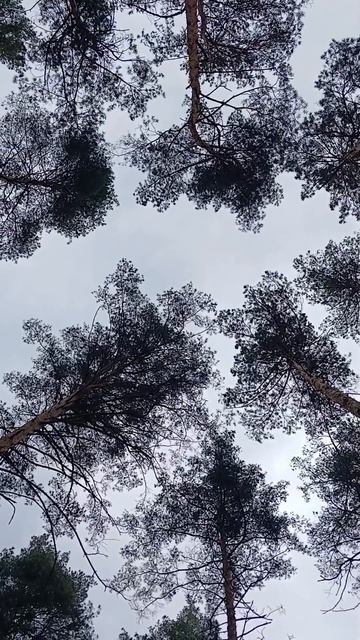 Мысли милинеала во время прогулки в лесу.  #миллениалвлесу #леснаятерапия #природа