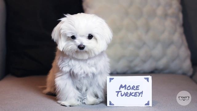 Happy Thanksgiving From Milo Meets World!