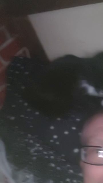 Вот так и живём 😁 #вечер#дом #кошка #вата