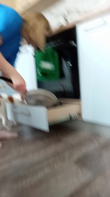 реакция моего кота на китайского лабубу