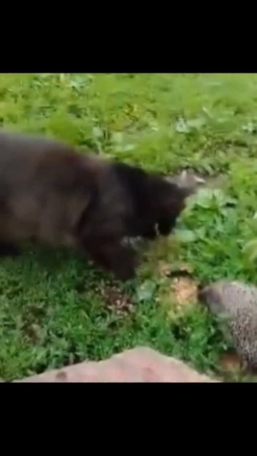 Кто быстрее усы против иголок