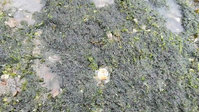 Очень много рыбы / нерест селедки / 20 апреля 2026 года / остров Сахалин