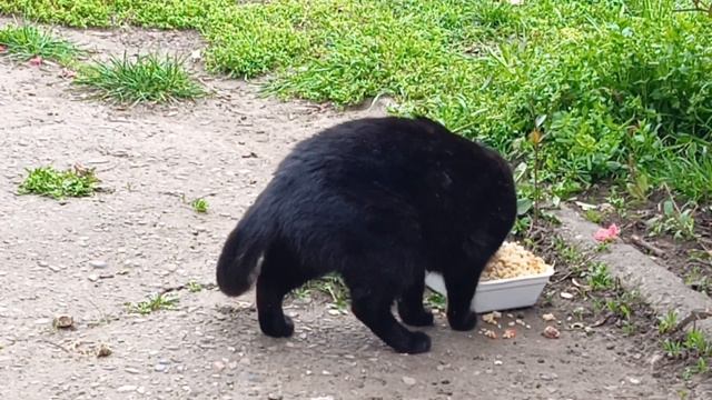 Завтрак в приятной обстановке)Птички поют,айва цветёт🌸🐈⬛