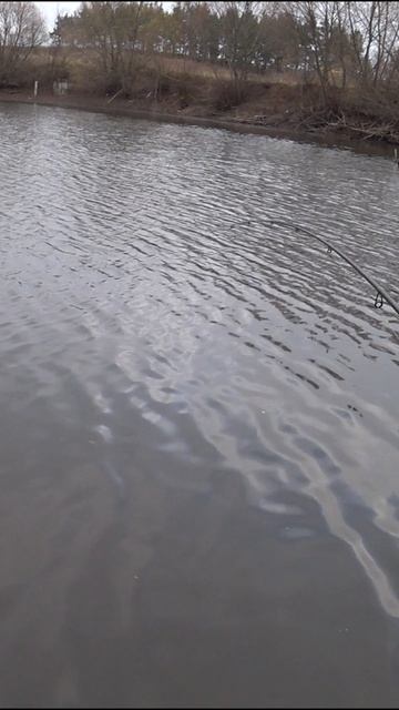 Щука редко сдаётся! В этот раз она съела приманку со второго раза, но дело доделала!) #рыбалка