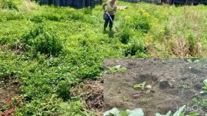 Есть желание купить козу, сена хватит