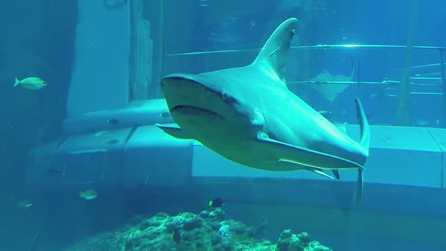 SeaWorld -место, куда хочется возвращаться! Самый большой в мире аквариум.